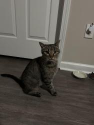 Found/Stray Male Cat last seen Dinos, arbors at Brookfield, Greenville, SC 29662