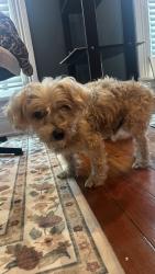 Found/Stray Male Dog last seen Decatur street, Richmond, VA 23224