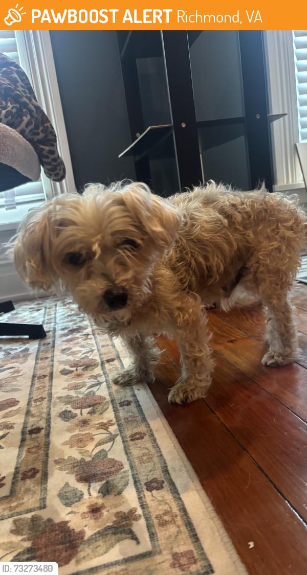 Found/Stray Male Dog last seen Decatur street, Richmond, VA 23224