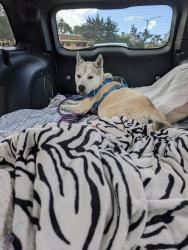 Reunited Male Dog last seen buri buri school, Indio and Del Paso, South San Francisco, CA 94080
