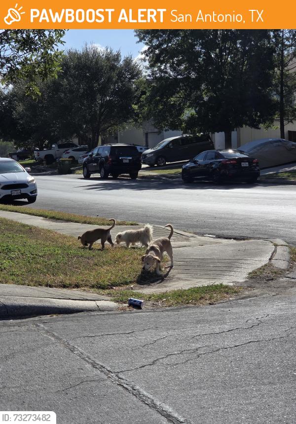 Found/Stray Unknown Dog last seen Pue Rd/Dalhart Pass, San Antonio, TX 78245