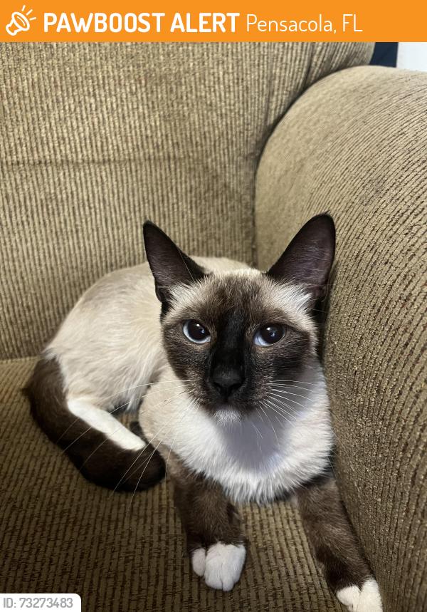 Found/Stray Female Cat last seen 9th avenue and Olive, Pensacola, FL 32514