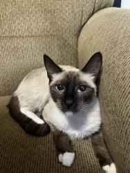 Found/Stray Female Cat last seen 9th avenue and Olive, Pensacola, FL 32514
