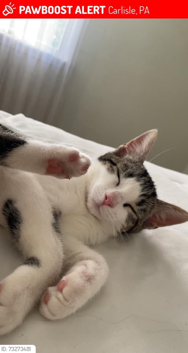 Lost Female Cat last seen Near fieldstone dr carlisle, Carlisle, PA 17015