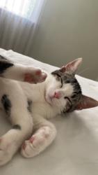Lost Female Cat last seen Near fieldstone dr carlisle, Carlisle, PA 17015