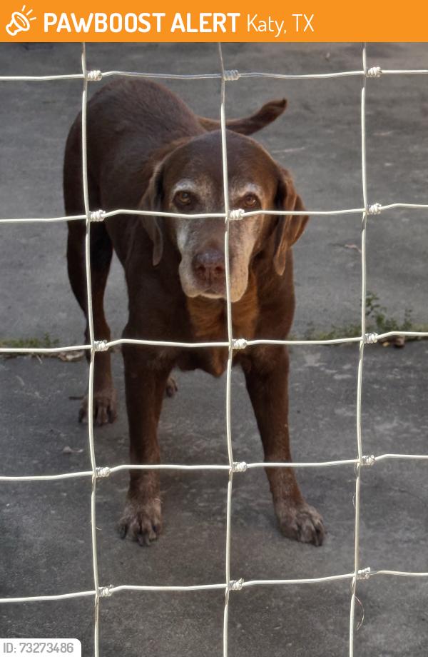 Found/Stray Female Dog last seen Near Roesner Road, Katy, TX 77494