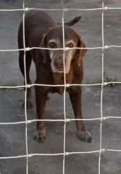 Found/Stray Female Dog last seen Near Roesner Road, Katy, TX 77494