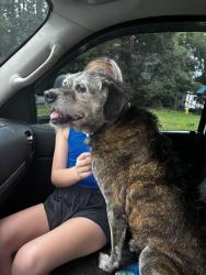 Found/Stray Female Dog last seen Deep creek church rd/ Fonville Rd, Burlington, NC 27217