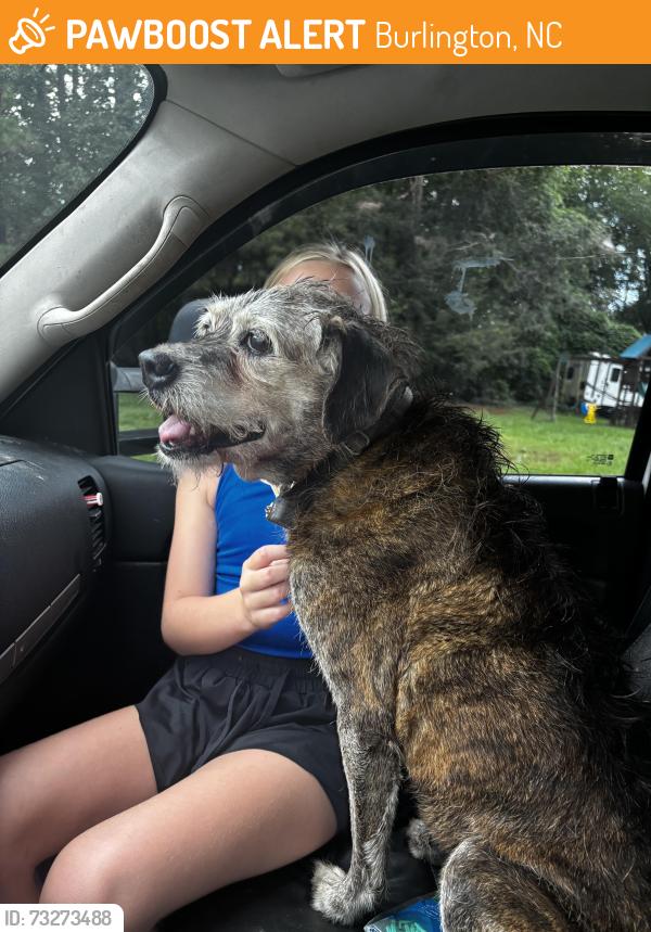 Found/Stray Female Dog last seen Deep creek church rd/ Fonville Rd, Burlington, NC 27217