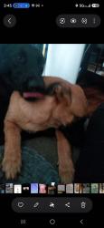 Reunited Female Dog last seen Monaco and snug harbor, St. Petersburg, FL 33702