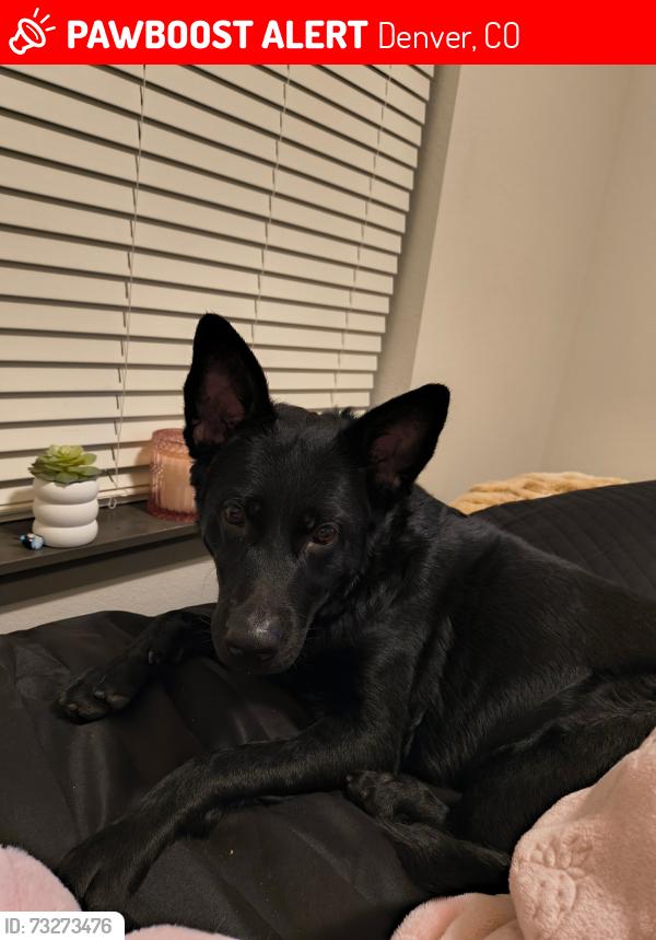 Lost Female Dog last seen Near Quebec st near the preschool, Denver, CO 80220