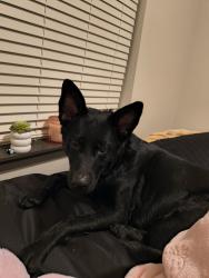 Lost Female Dog last seen Near Quebec st near the preschool, Denver, CO 80220