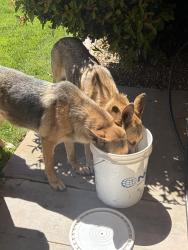Found/Stray Unknown Dog last seen Ranchero & El Cerrito, Hesperia, CA 92345