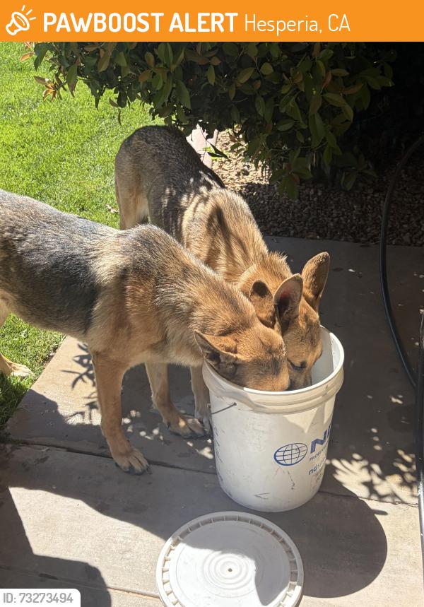 Found/Stray Unknown Dog last seen Ranchero & El Cerrito, Hesperia, CA 92345
