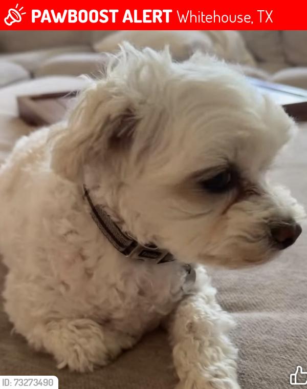 Lost Female Dog last seen Shadow Wood Circle / Crêpe myrtle Drive, Whitehouse, TX 75791