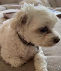 Lost Female Dog last seen Shadow Wood Circle / Crêpe myrtle Drive, Whitehouse, TX 75791