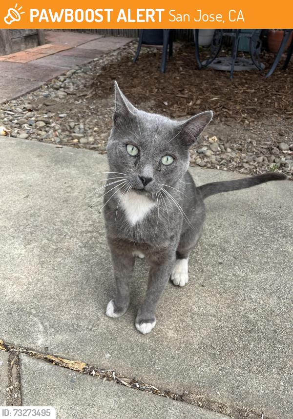 Found/Stray Male Cat last seen Toyon School/Gridley St, San Jose, CA 95127