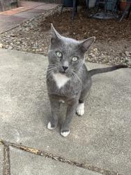 Found/Stray Male Cat last seen Toyon School/Gridley St, San Jose, CA 95127