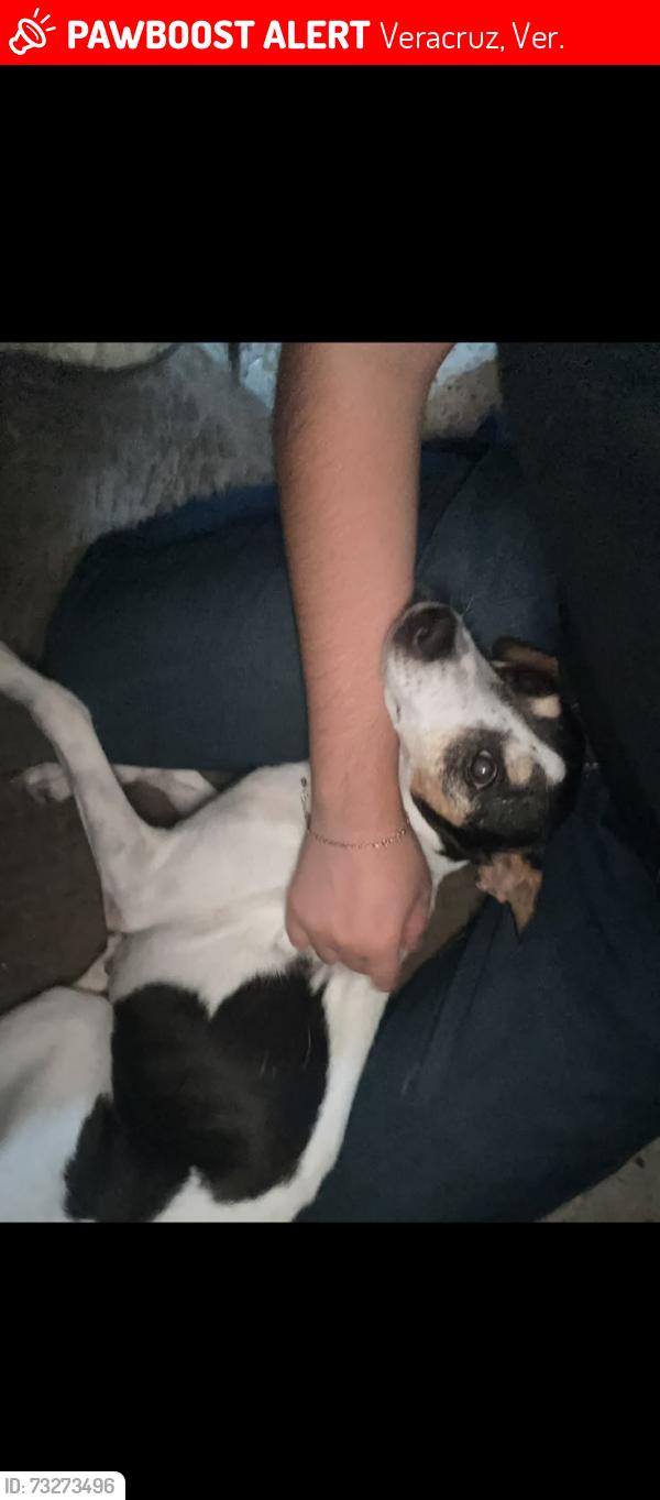 Lost Female Dog last seen Veracruz por el estadio beto avila, Veracruz, Ver. 