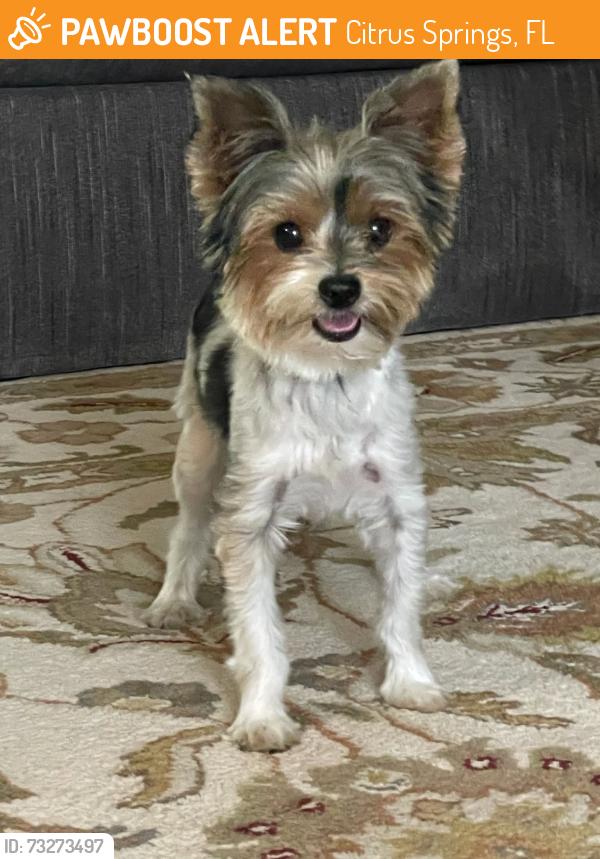 Found/Stray Male Dog last seen Palmview and Santos in Citrus Springs, Citrus Springs, FL 34434