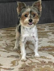 Found/Stray Male Dog last seen Palmview and Santos in Citrus Springs, Citrus Springs, FL 34434
