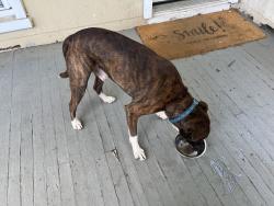 Reunited Male Dog last seen E. Lake Ave. and Clearspring Rd., Baltimore, MD 21212