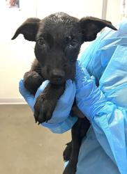 Shelter Stray Female Dog last seen W American Ave & S West Ave, Fresno Zone Fresno CO 1A 93706, CA, 1510 W Dan Ronquillo Dr, Fresno, CA 93706, USA
