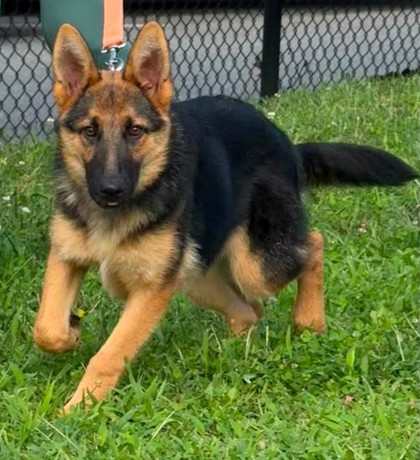Shelter Stray Female Dog last seen McLean, VA 22102, Old Dominion Dr/Towlston Rd, Fairfax County, VA, 4500 West Ox Rd, Fairfax, VA 22030, USA