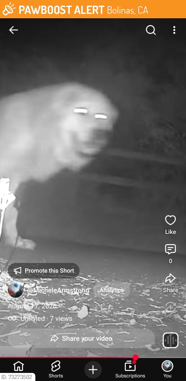 Found/Stray Unknown Dog last seen Bolinas cemetary, Bolinas, CA 94924
