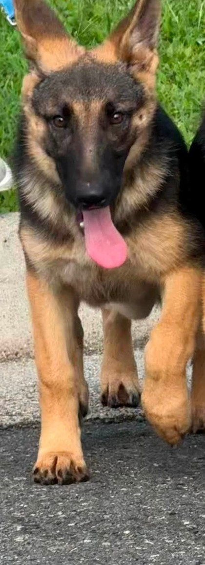 Shelter Stray Female Dog last seen McLean, VA 22102, Old Dominion Dr/Towlston Rd, Fairfax County, VA, 4500 West Ox Rd, Fairfax, VA 22030, USA
