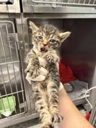 Shelter Stray Male Cat last seen Near Luke Ct, New Bern,, 1639 Old Airport Rd, New Bern, NC 28562, USA