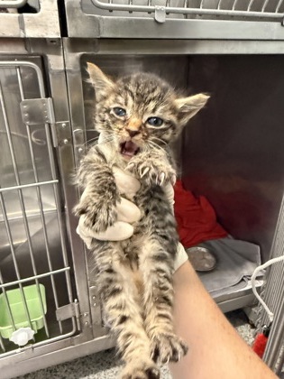 Shelter Stray Male Cat last seen Near Luke Ct, New Bern,, 1639 Old Airport Rd, New Bern, NC 28562, USA