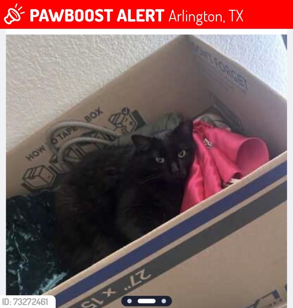 Lost Female Cat last seen Decoy dr 76002, Arlington, TX 76002