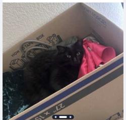 Lost Female Cat last seen Decoy dr 76002, Arlington, TX 76002