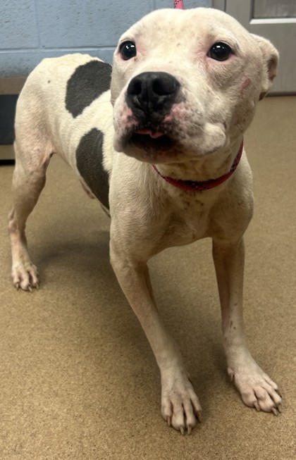 Shelter Stray Male Dog last seen Near Hobbs Street, 30002, GA, 3280 Chamblee Dunwoody Rd, Chamblee, GA 30341, USA