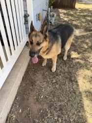 Found/Stray Female Dog last seen 150th & Pennsylvania Ave, Edmond, OK 73013