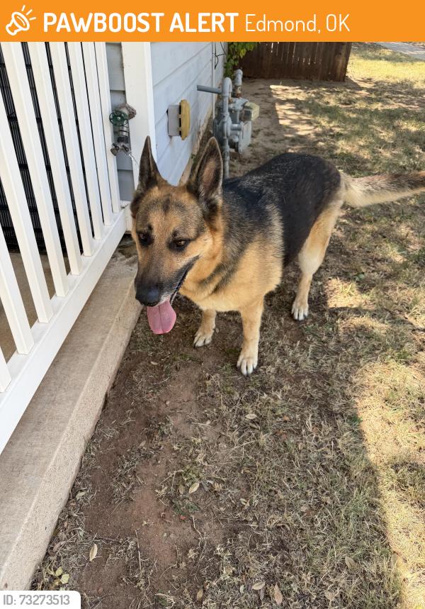 Found/Stray Female Dog last seen 150th & Pennsylvania Ave, Edmond, OK 73013