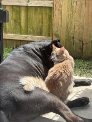 Lost Male Cat last seen Bottlebrush terrace trail in elyson, Harris County, TX 77493