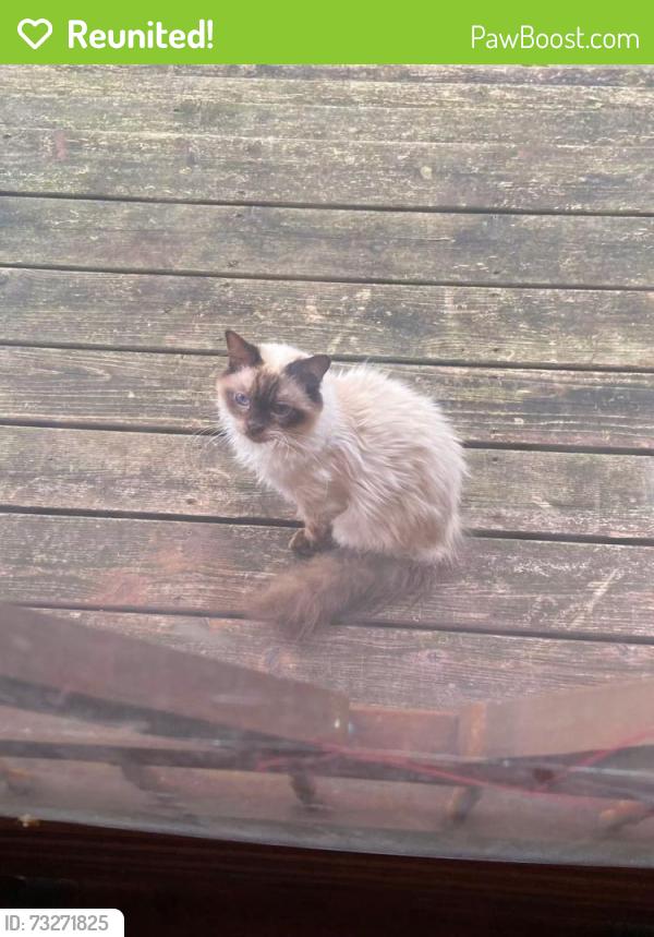 Reunited Unknown Cat last seen Montgomery road and Bloor st, Toronto, ON M8Y 2J7