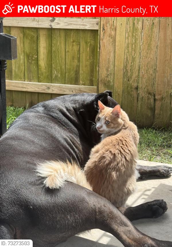 Lost Male Cat last seen Bottlebrush terrace trail in elyson, Harris County, TX 77493