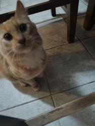 Reunited Male Cat last seen Burntwood ct, Woodbridge, VA 22191