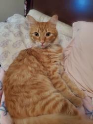 Reunited Male Cat last seen Near Seville Ave, Fontana, CA 92335, USA, Fontana, CA 92335
