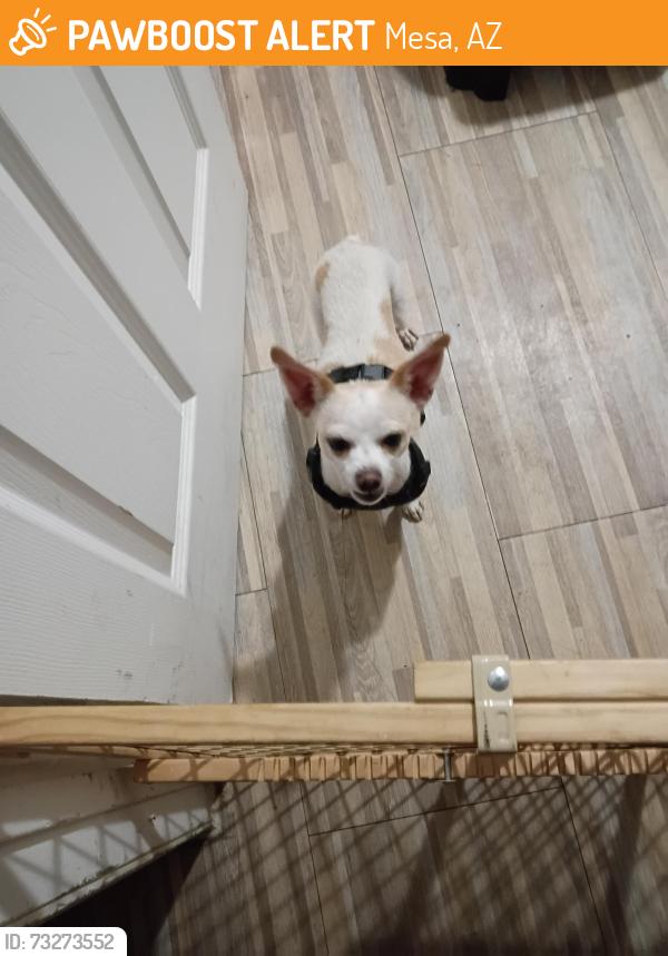 Found/Stray Female Dog last seen Near n Harris dr Mesa az 85203, Mesa, AZ 85203