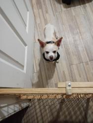 Found/Stray Female Dog last seen Near n Harris dr Mesa az 85203, Mesa, AZ 85203