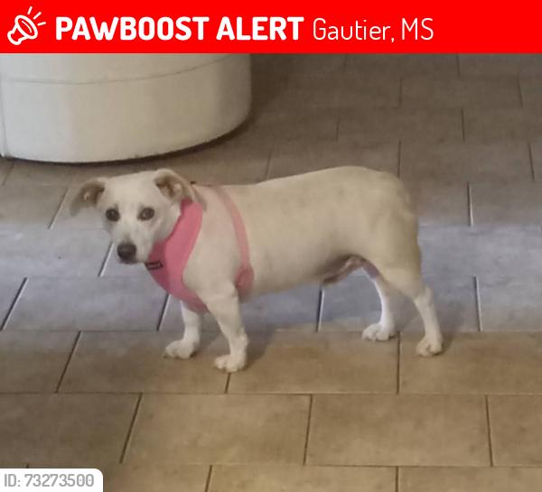 Lost Male Dog last seen Near Gautier Vancleave Rd, Gautier, MS 39553, Gautier, MS 39553