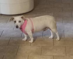 Lost Male Dog last seen Near Gautier Vancleave Rd, Gautier, MS 39553, Gautier, MS 39553