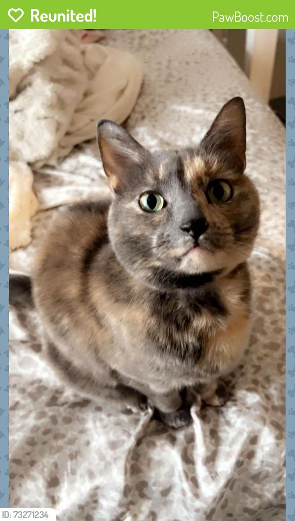 Reunited Female Cat last seen Fern Hill Park, Olyphant, PA 18447