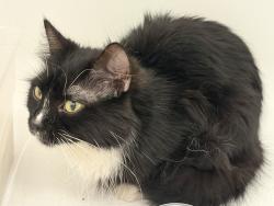 Found/Stray Female Cat last seen Gotzian St. and Fourth St., Saint Paul, MN 55106