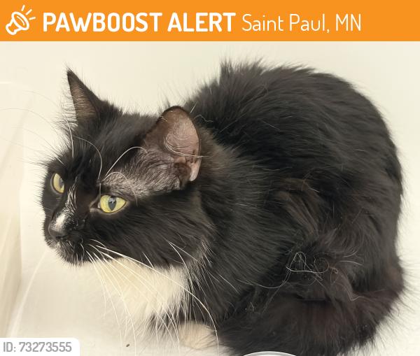 Found/Stray Female Cat last seen Gotzian St. and Fourth St., Saint Paul, MN 55106