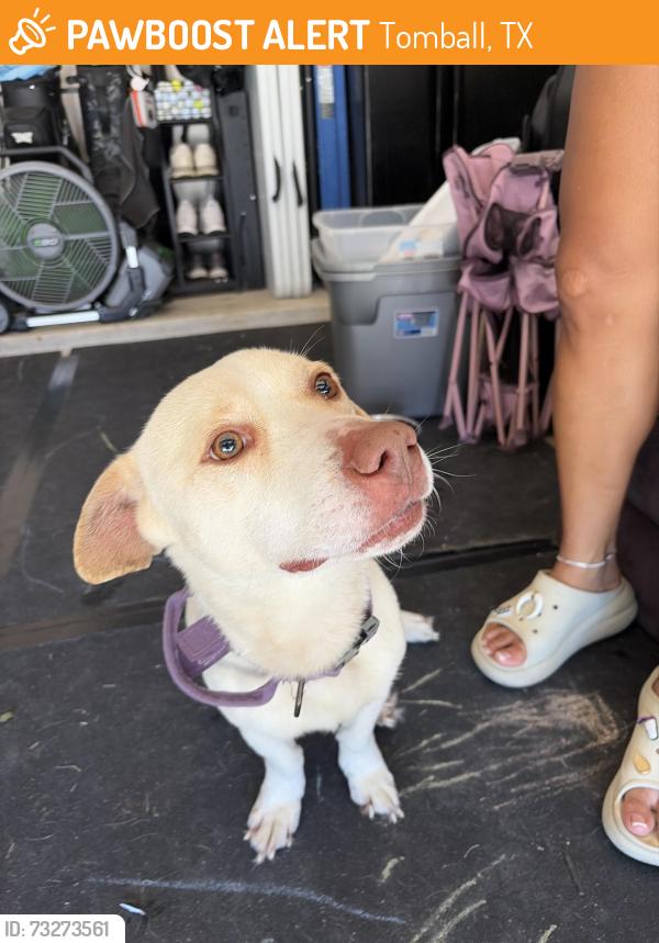 Found/Stray Male Dog last seen Pinemeade ln, Tomball, TX 77375